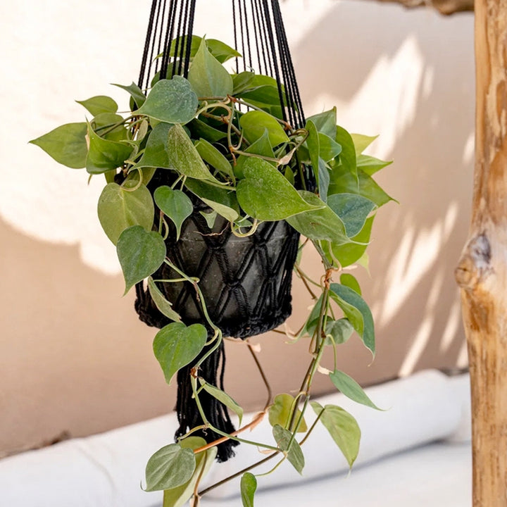Hängender Makramee-Pflanzenkorb - Schwarz