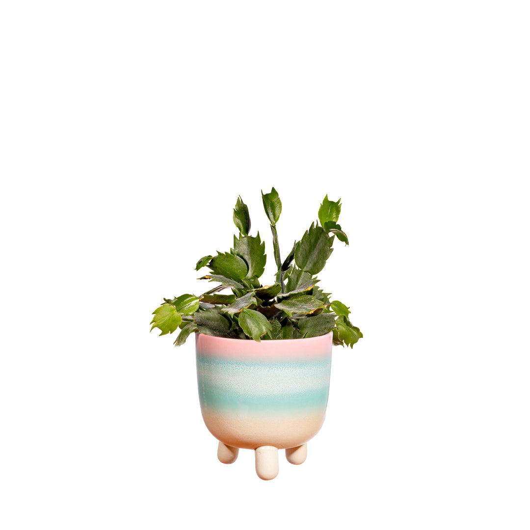 Kleiner Leggy-Planter in Pastell-Ombre