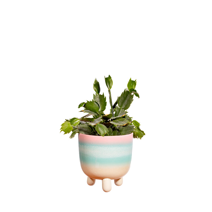 Kleiner Leggy-Planter in Pastell-Ombre