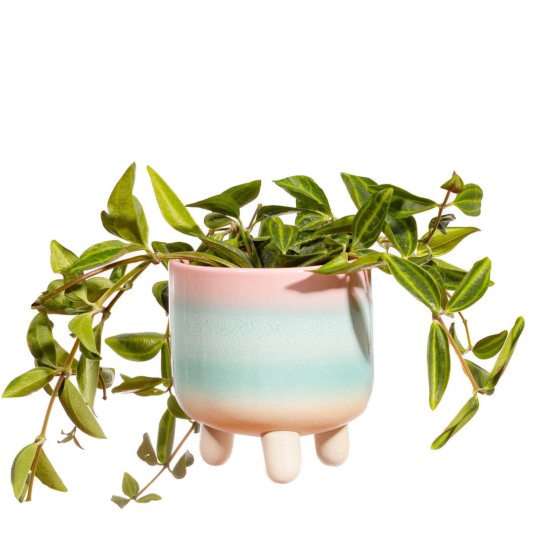 Leggy-Planter in Pastell-Ombre