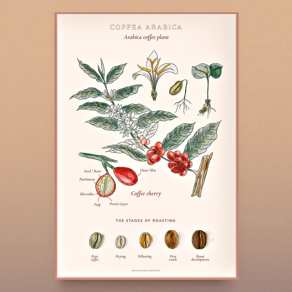 Nahaufnahme Puzzle-Motiv mit Fokus auf Europa und asiatische Anbauregionen.